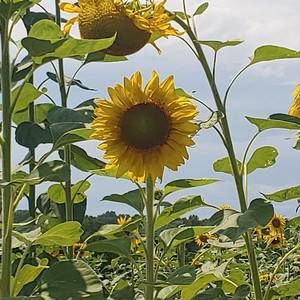 Meet your Posher, Angie